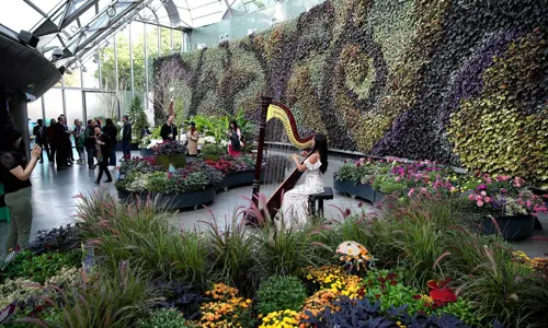 Business Event Harp Player At The Calyx Networking Event