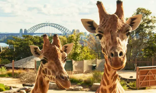 Two giraffes looking at the camera at Taronga zoo with the city in the background