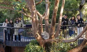 A 20250402 10 Extraordinary Group Experiences Taronga Zoo Koala