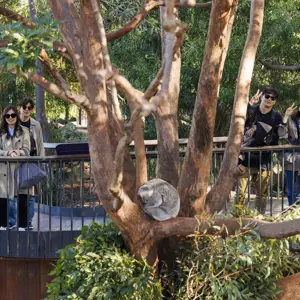 Group of taking photo behind a tree with sleeping koala on the branch