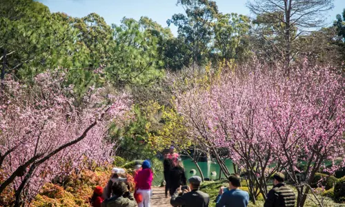 A group of visitors walk among blooming cherry blossom trees