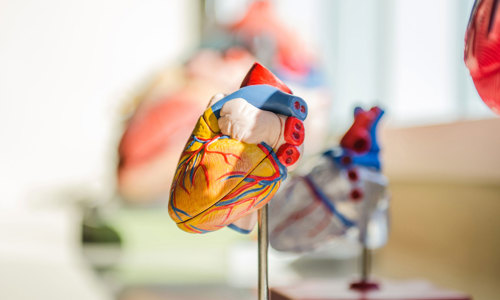 Model of a heart