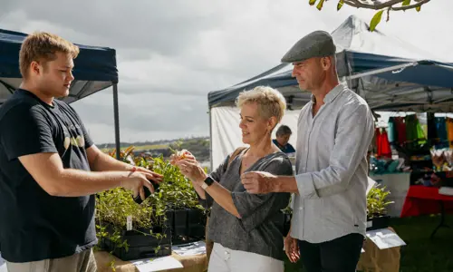 Indigigrow At Blak Market